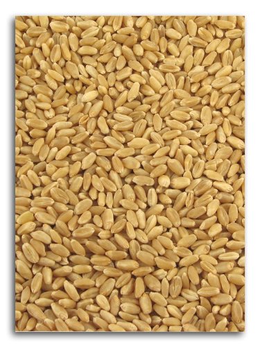 Organic Hard White Wheat 25 lbs. R424
