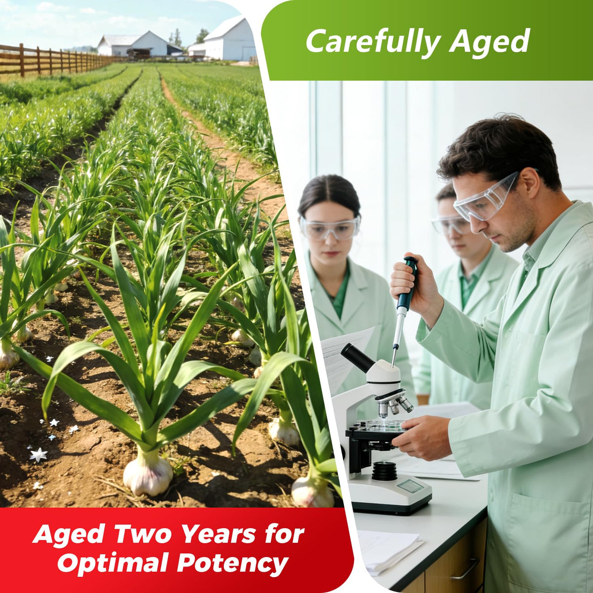 Odorless Aged Garlic Extract 12,000 mg 240 Veg Caps Q98036